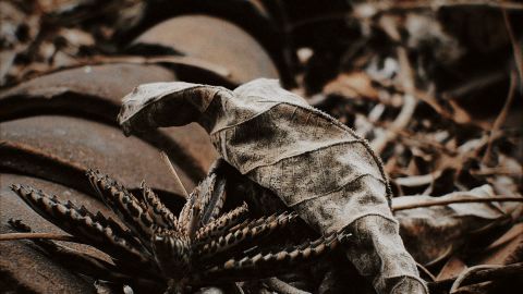 Dark Tones