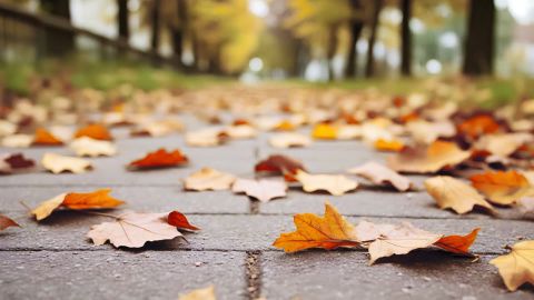 Chocolate Autumn